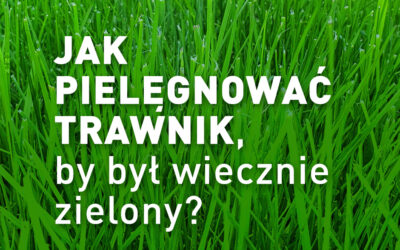 Jak pielęgnować trawnik, by był wiecznie zielony?